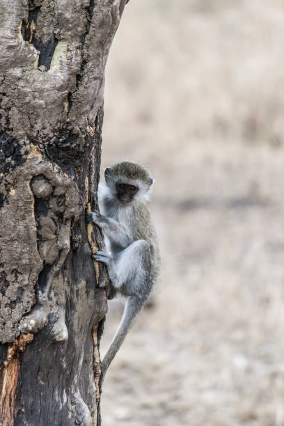 istock monkey sitting at the side of a tree 1418962518