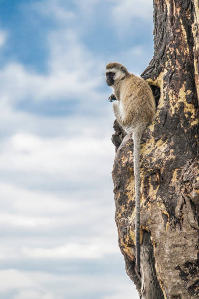 istock monkey sitting at the side of a tree trunk 1418962559
