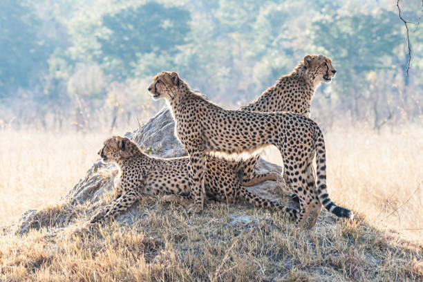 istock three cheetahs on a rock, keeping watch 1418962637