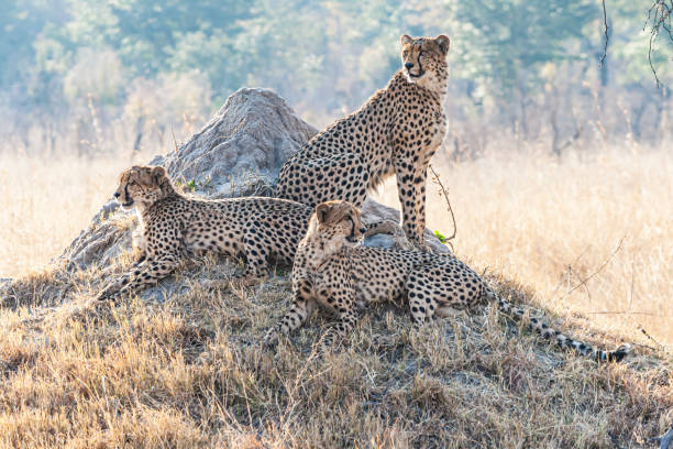 istock three cheetahs on a rock, keeping watch 1418962641