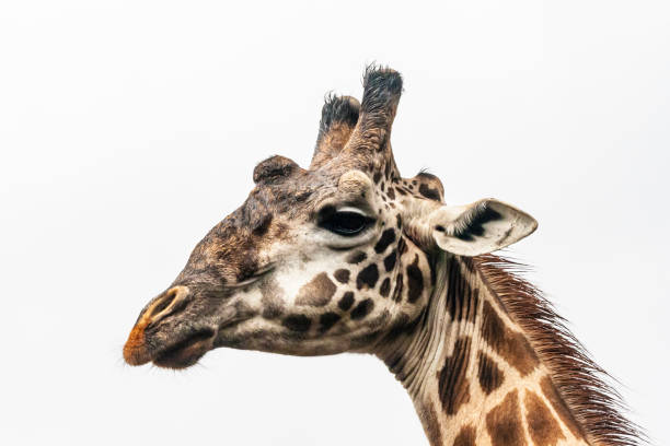 istock head of a giraffe 1418962741