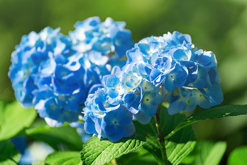 Lush flowering hydrangea bush with white and blue flowers, summer garden
