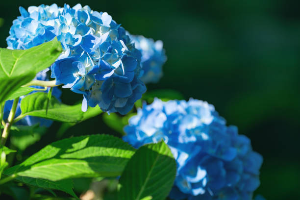 istock Lush flowering hydrangea bush with white and blue flowers, summer garden 1418963014