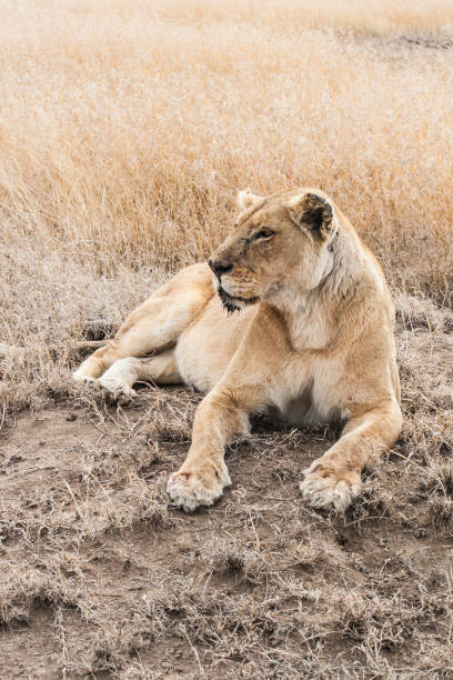 istock lioness laying in nature 1418963131