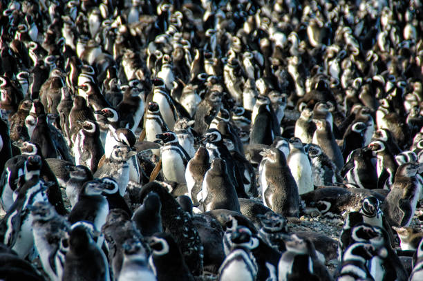 Magellanic penguins (Sphenicus magellanicus) on Isla Magdalena, Patagonia, Chile stock photo