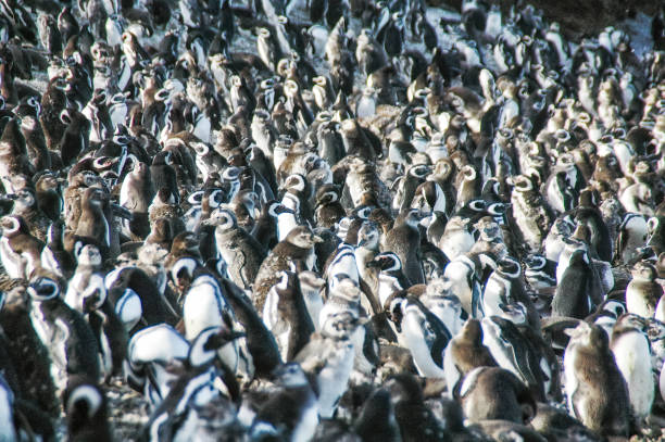 Magellanic penguins (Sphenicus magellanicus) on Isla Magdalena, Patagonia, Chile