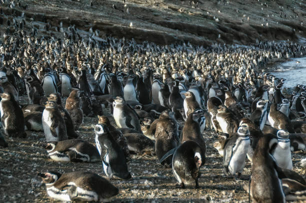 istock Magellanic penguins (Sphenicus magellanicus) on Isla Magdalena, Patagonia, Chile 1418963895