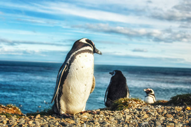 istock Magellanic Penguin on Magdalena Island, Chile 1418963909
