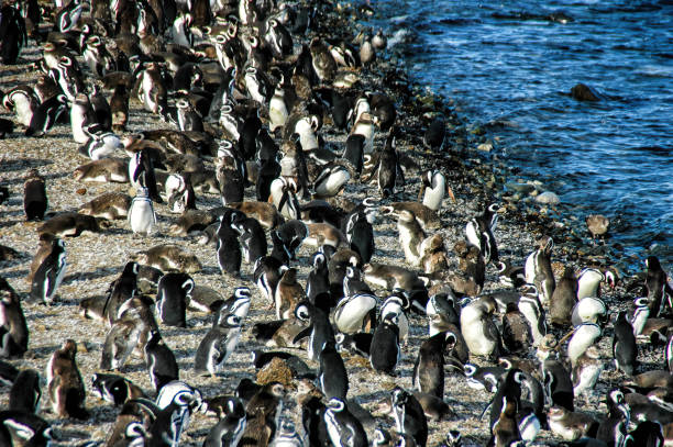 istock Magellanic penguins (Sphenicus magellanicus) on Isla Magdalena, Patagonia, Chile 1418963920