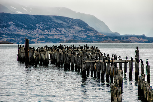 King Cormorant colony, Old Dock, Puerto Natales, Antarctic Patagonia, Chile