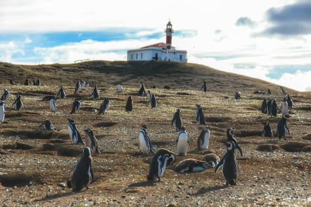 pinguine auf der isla magdalena - magallanes y antartica chilena region stock-fotos und bilder