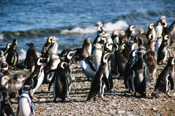 Colony of magellanic penguins on Magdalena island, Strait of Magellan, Chile Colony of Magellanic Penguins (Spheniscus magellanicus) on Isla Magdalena in the Strait of Magellan, Chile. punta tombo stock pictures, royalty-free photos & images