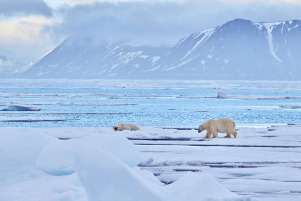 ours polaires sur la glace bleue. ours sur la glace à la dérive avec de la neige, animaux blancs dans l’habitat naturel, svalbard, norvège. animaux jouant dans la neige, faune arctique. drôle d’image dans la nature. ours couché sur la glace. - svalbard islands photos et images de collection