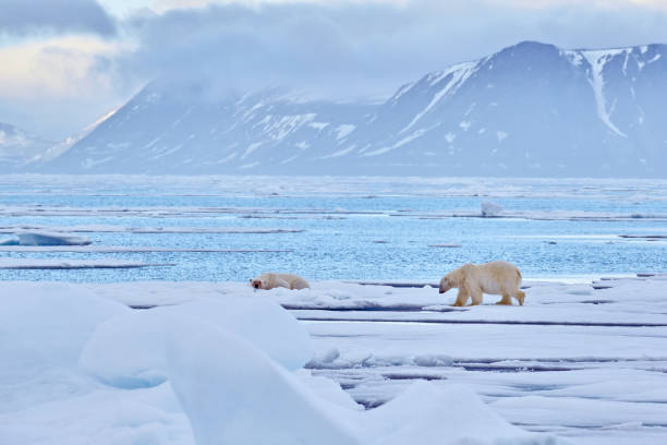 青い氷の上のホッキョクグマ。雪のある流氷、自然の生息地の白い動物、スバールバル諸島、ノルウェー。雪の中で遊ぶ動物、北極圏の野生生物。自然の中で面白いイメージ。氷の上に横た� - svalbard islands ストックフォトと画像