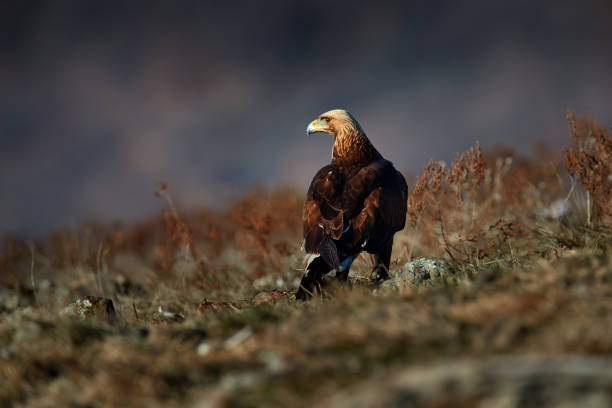 Golden eagle,walking between the stone, Rhodopes mountain, Bulgaria. Eagle, evening light, brown bird of prey with big wingspan. Cow carcass on the rock with eagle, sunset.