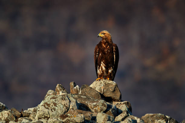 Golden eagle,walking between the stone, Rhodopes mountain, Bulgaria. Eagle, evening light, brown bird of prey with big wingspan. Cow carcass on the rock with eagle, sunset.