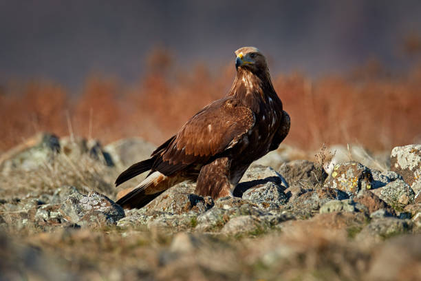 istock Golden eagle,walking between the stone, Rhodopes mountain, Bulgaria. Eagle, evening light, brown bird of prey with big wingspan. Cow carcass on the rock with eagle, sunset. 1418964810