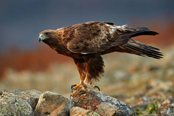 istock Golden eagle,walking between the stone, Rhodopes mountain, Bulgaria. Eagle, evening light, brown bird of prey with big wingspan. Cow carcass on the rock with eagle, sunset. 1418964823