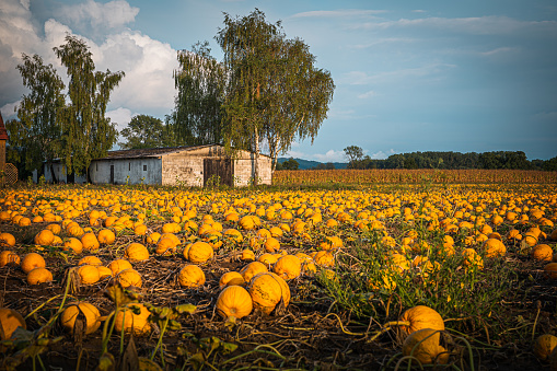 Pumpkin patch on a late afternoon in early fall. Pumpkin field with evening sun. Field with pumpkins at sunset in Bavaria Germany.