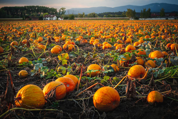 istock Pumpkin field with evening sun. Field with pumpkins at sunset in Bavaria Germany. 1418965732