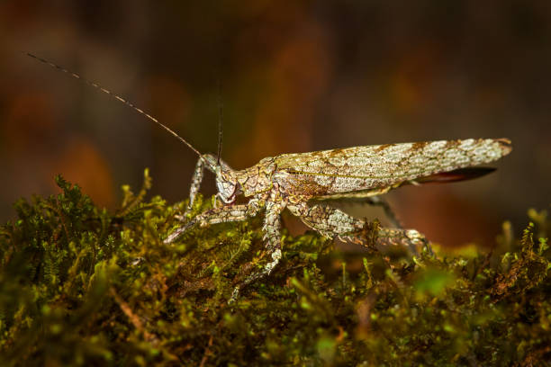 grasshopper acanthodis curvidens in the nature forest habitat, turrialba in costa rica. insects from tropic junge. - junge imagens e fotografias de stock