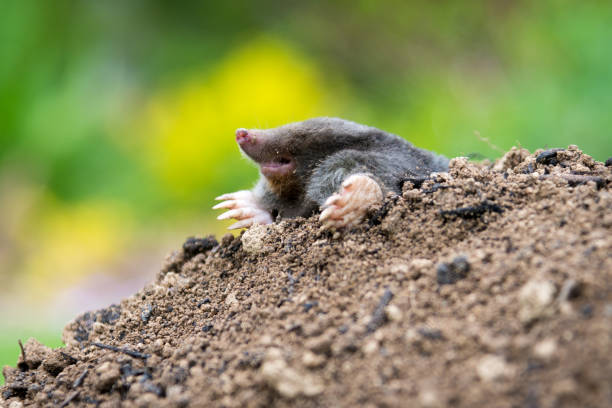 istock Mole crawling out of the tunnel - making damage to the lawn 1418966248