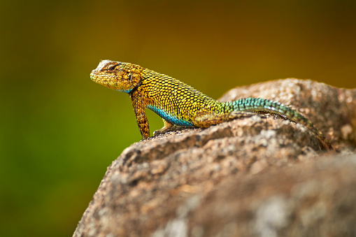 Emerald Swift Caresheet, Sceloporus malachiticus, in the nature habitat. Beautiful portrait of rare lizard from Costa Rica. Basilisk in the green forest near the river.