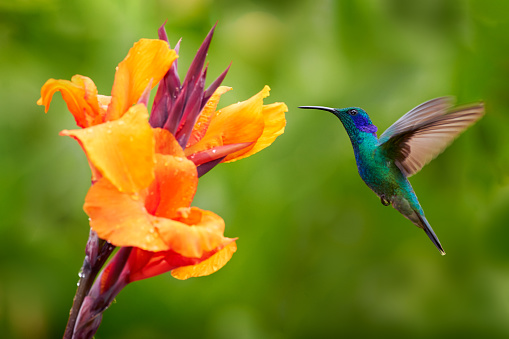 Green Violet-ear, Colibri thalassinus, hummingbird with green leaves in natural habitat, Panama.
