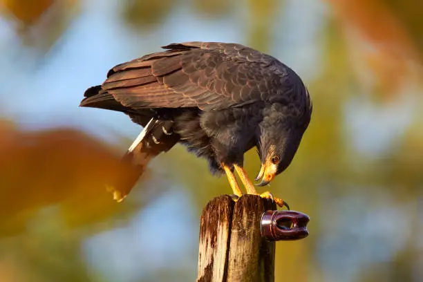 Photo of Zone-tailed Hawk, Buteo albonotatua, bird of prey sitting on the electricity pole, forest habitat in the background, Dominical, Costa Rica.