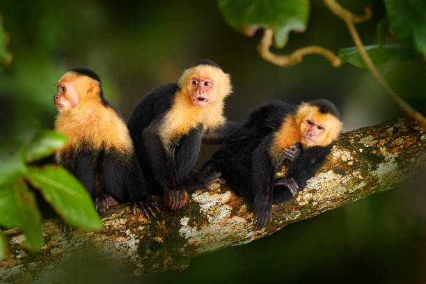 Wild White-headed Capuchin, Cebus capucinus, black monkeys sitting on the tree branch in the dark tropical forest, animals in the nature habitat, wildlife of Costa Rica. Monkey cleaning fur coat. stock photo