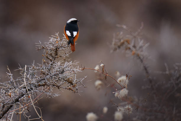 vida silvestre de ladakh. el inicio rojo de gã1/4ldenstã¤dt (phoenicurus erythrogastrus) también llamado a veces el redstart de alas blancas.  robin en el hábitat de piedra, ladakh, hemis np, india. aves en el himalaya. - beak biology bird multi colored fotografías e imágenes de stock