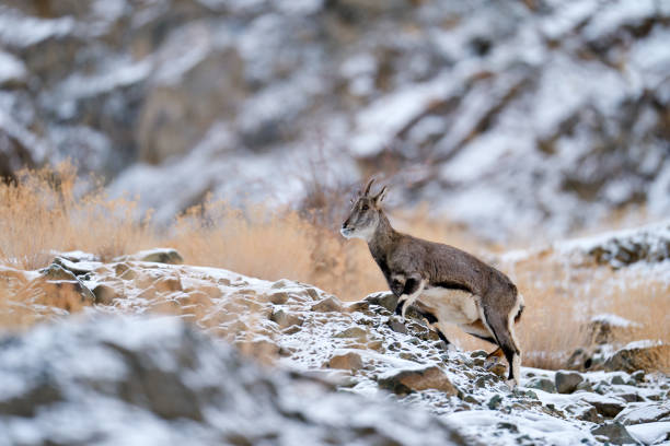 Bharal blue Sheep, Pseudois nayaur, in the rock with snow, Hemis NP, Ladakh, India in Asia. Bharal in nature snowy habitat. Face portrait with horns of wild sheep. Wildlife scene from Himalayas. Bharal blue Sheep, Pseudois nayaur, in the rock with snow, Hemis NP, Ladakh, India in Asia. Bharal in nature snowy habitat. Face portrait with horns of wild sheep. Wildlife scene from Himalayas. bharal photos stock pictures, royalty-free photos & images