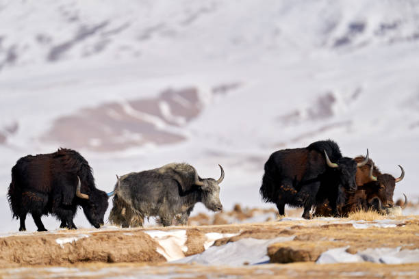 istock Wild yak, Bos mutus, large bovid native to the Himalayas, winter mountain codition, Tso-Kar lake, Ladakh, India. Yak from Tibetan Plateau, in the snow. Black bull with horn from snowy Tibet. 1418966421
