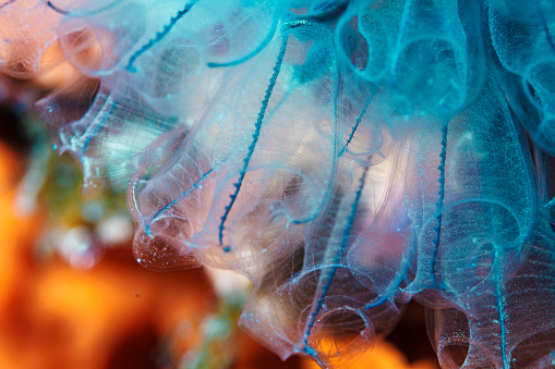 Sea life Salp  Glass sponge, and Orange Sea sponge from scuba diver point of view