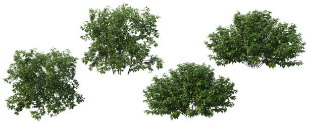 istock Shrubs and flower on a white background 1418967391