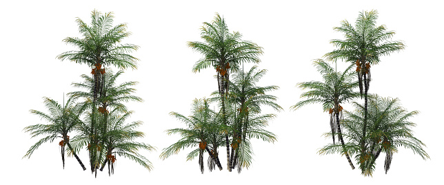 Palm garden on a white background