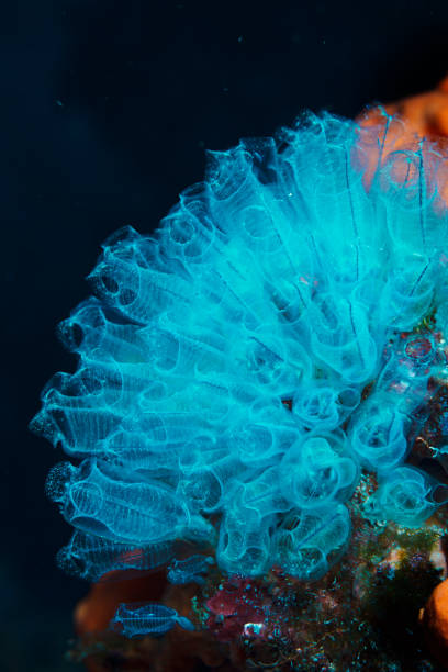 éponge de verre, sea life salp et orange éponge de mer du point de vue du plongeur - jellyfish sea green underwater photos et images de collection