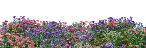 istock Shrubs and flower on a white background 1418967606