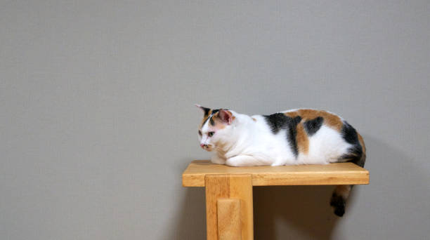 istock White short-haired Thai cat with brown and black stripes. full chubby figure Crouching on a light brown wooden floor 1418967634