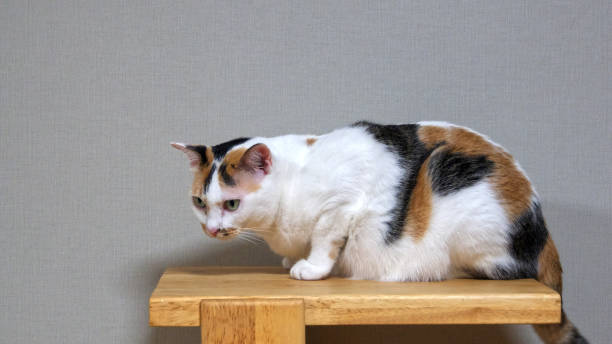 istock White short-haired Thai cat with brown and black stripes. full chubby figure Crouching on a light brown wooden floor 1418967713