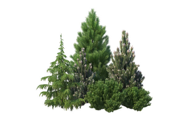 istock Shrubs and flower on a white background 1418967828