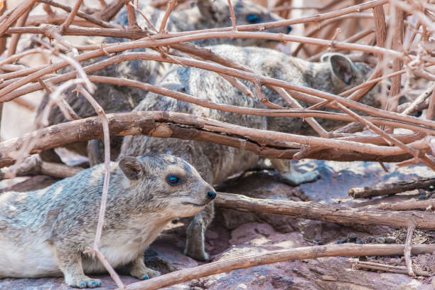 small rodents hiding between thin wooden branches small rodents hiding between thin wooden branches. cute wild animals in the african savanna. hyrax pack being watchful and alert. tree hyrax stock pictures, royalty-free photos & images