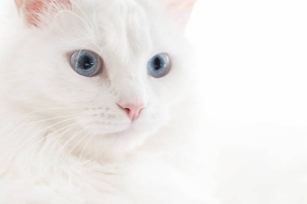 istock Portrait of white fluffy cat with blue eyes 1418968457