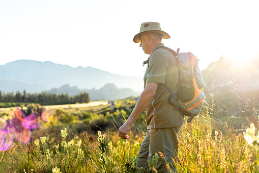 Mature male hiker with backpack and hat walking amidst plants against clear sky and exploring nature during sunset