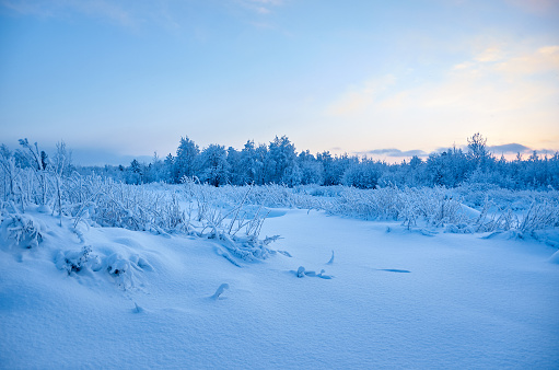 Beautiful Christmas landscape, Against the sunset sky,  Snow covered tree branches