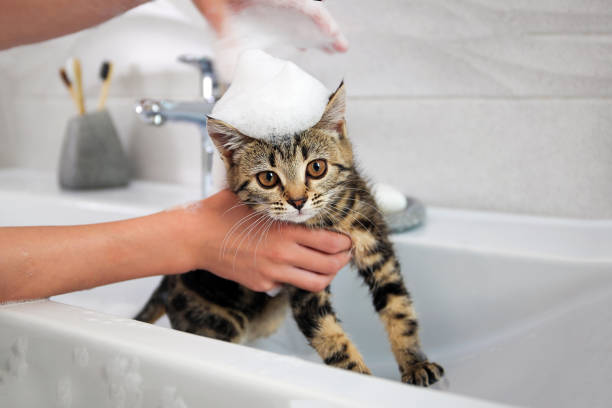 eine frau badet eine katze im waschbecken. - soaking tub stock-fotos und bilder