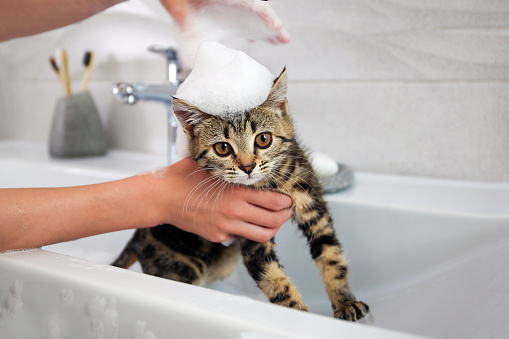 A woman bathes a cat in the sink.