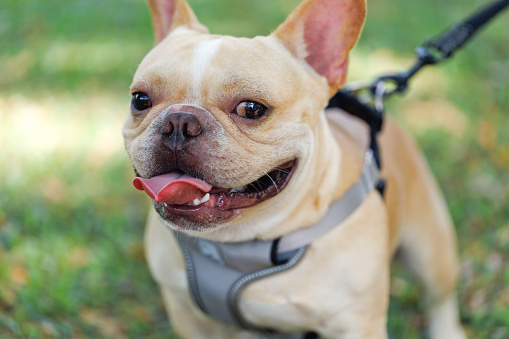 Portrait Of French Bulldog On Field