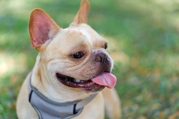 istock Cute Looking French Bulldog 1418972665