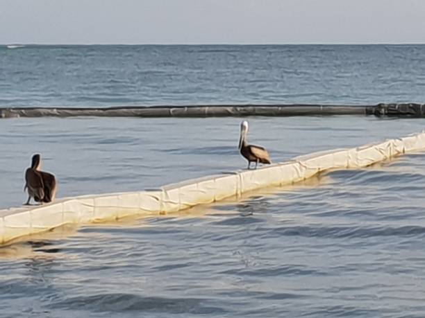 istock Birds in the Dominican Republic 1418972701